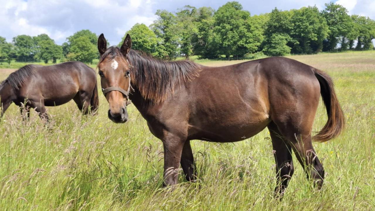 Puledra Sella Francese In vendita 2024 Baio ,  Ichaï de Reile SF