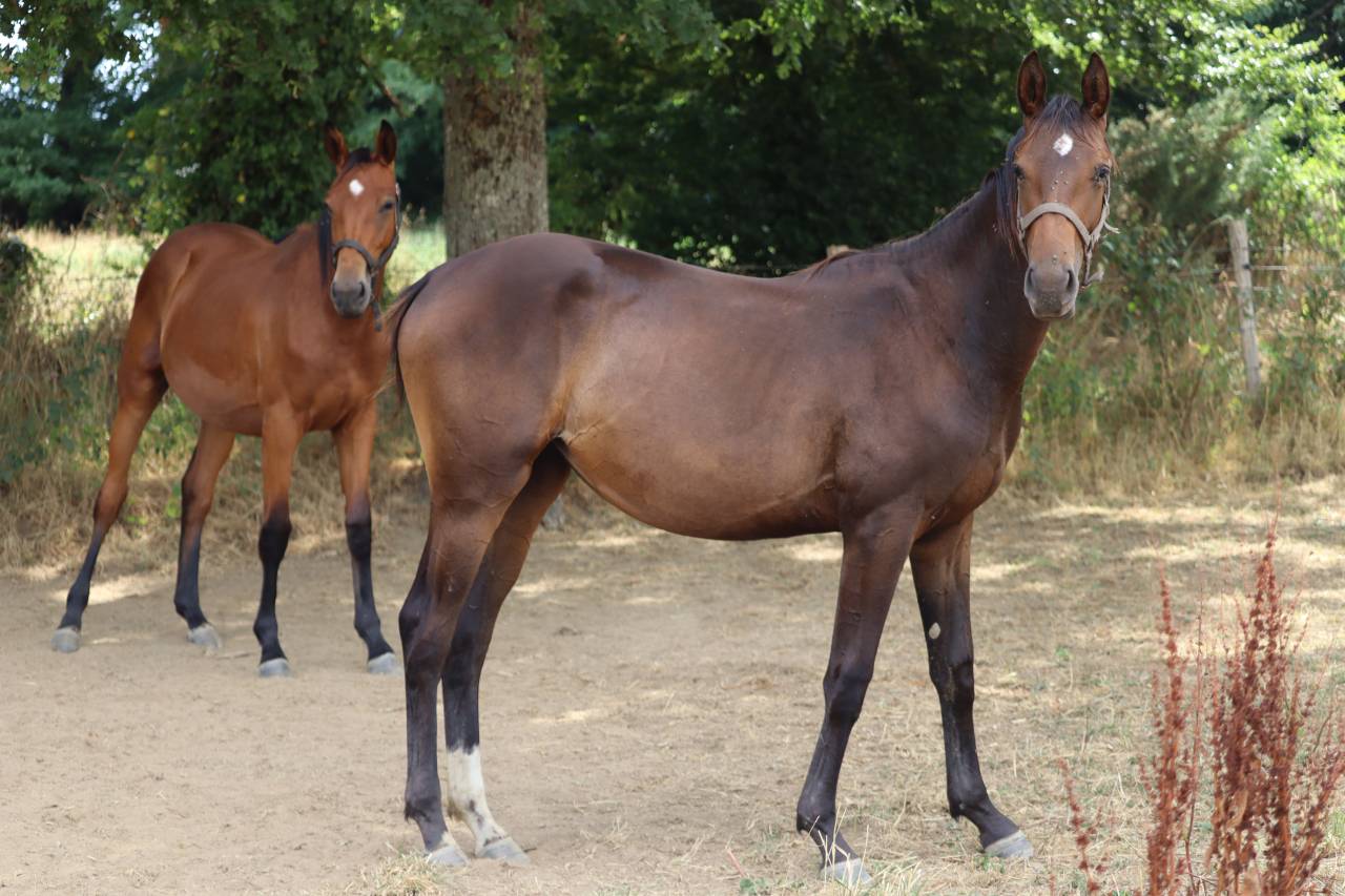 Puledra Sella Francese In vendita 2024 Baio ,  Ichaï de Reile SF