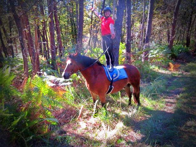 Castrone Origine non conosciuta  In vendita 2021 Baio