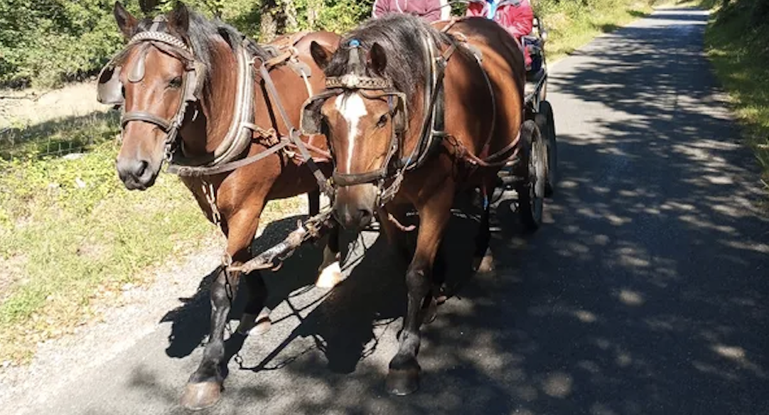 Castrone Origine non conosciuta  In vendita 2021 Baio