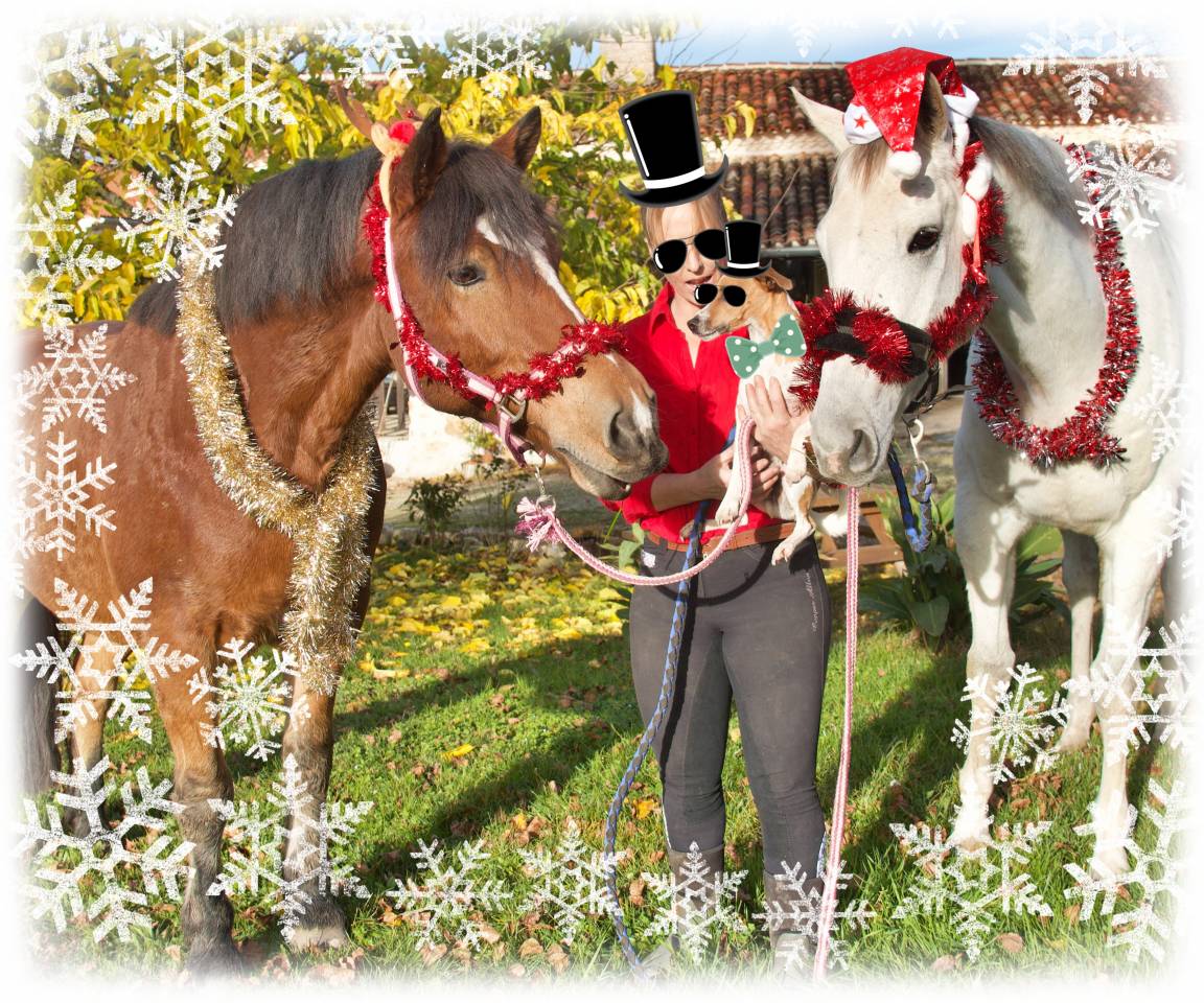 Castrone Origine non conosciuta  In vendita 2021 Baio