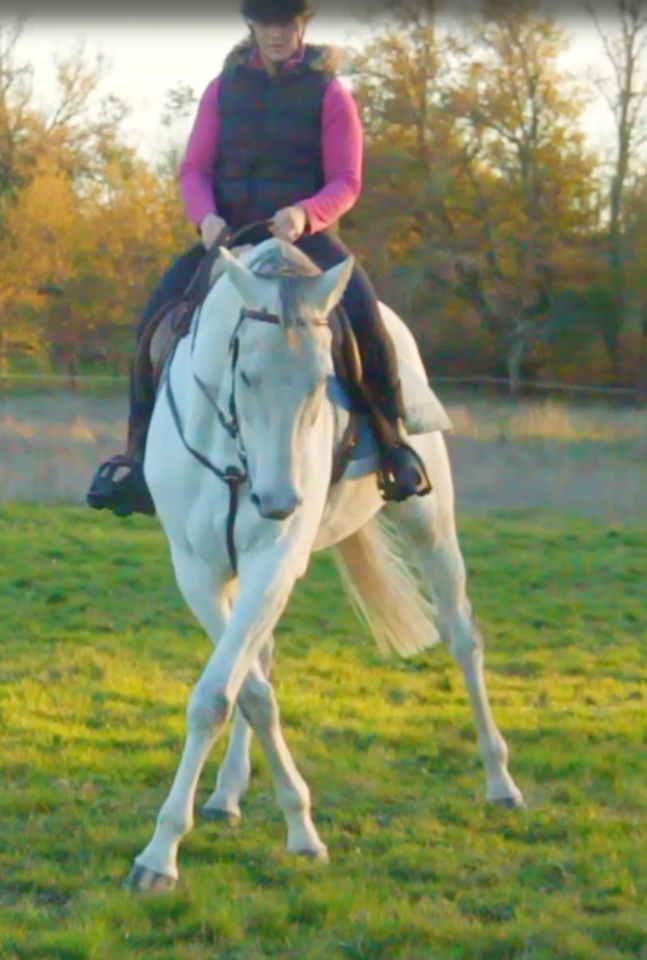 Castrone AQPS In vendita 2015 Bianco