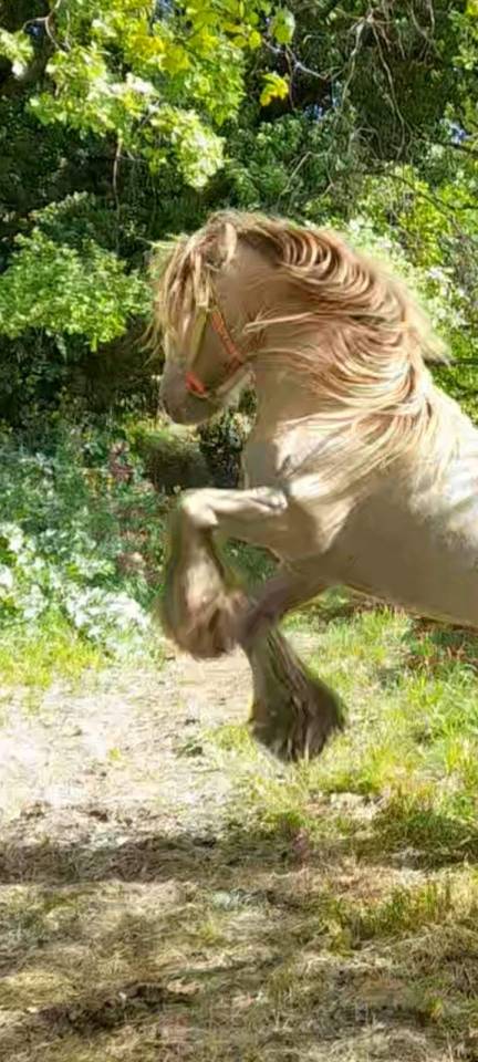 CAPPUCINO DREAM VANT ZILTE GORS - Gypsy Cob 2019 ,  San Cler Nero