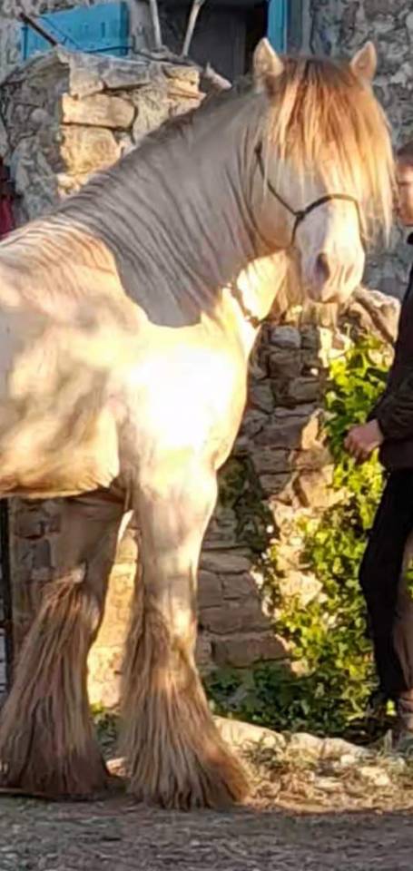 CAPPUCINO DREAM VANT ZILTE GORS - Gypsy Cob 2019 ,  San Cler Nero