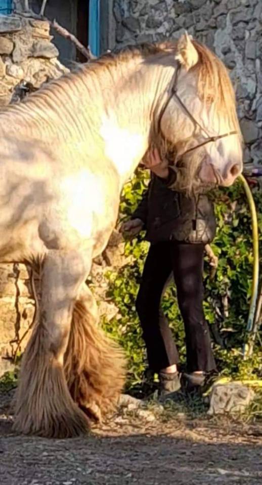 CAPPUCINO DREAM VANT ZILTE GORS - Gypsy Cob 2019 ,  San Cler Nero