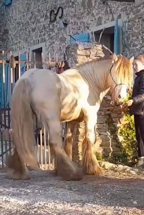 CAPPUCINO DREAM VANT ZILTE GORS - Gypsy Cob 2019 ,  San Cler Nero
