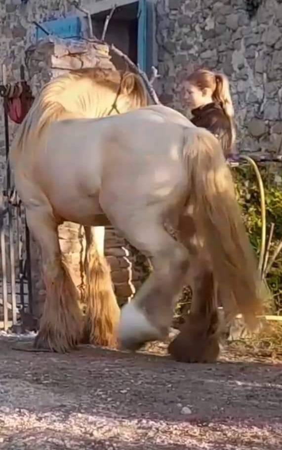 CAPPUCINO DREAM VANT ZILTE GORS - Gypsy Cob 2019 ,  San Cler Nero