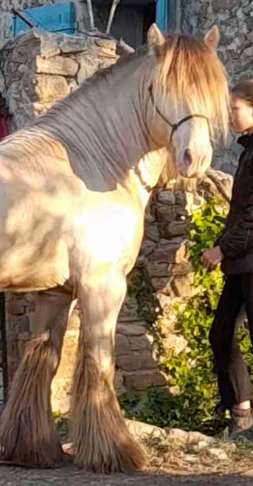 CAPPUCINO DREAM VANT ZILTE GORS - Gypsy Cob 2019 ,  San Cler Nero