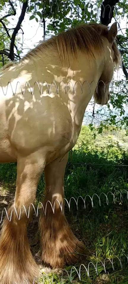 CAPPUCINO DREAM VANT ZILTE GORS - Gypsy Cob 2019 ,  San Cler Nero