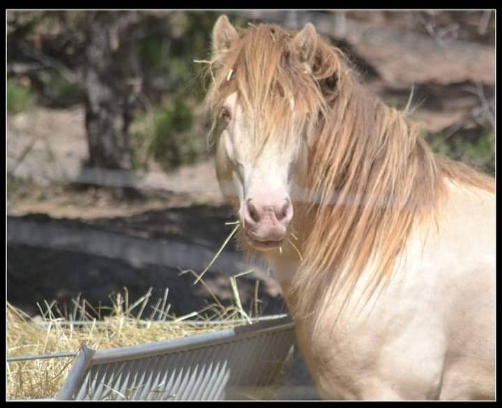 CAPPUCINO DREAM VANT ZILTE GORS - Gypsy Cob 2019 ,  San Cler Nero