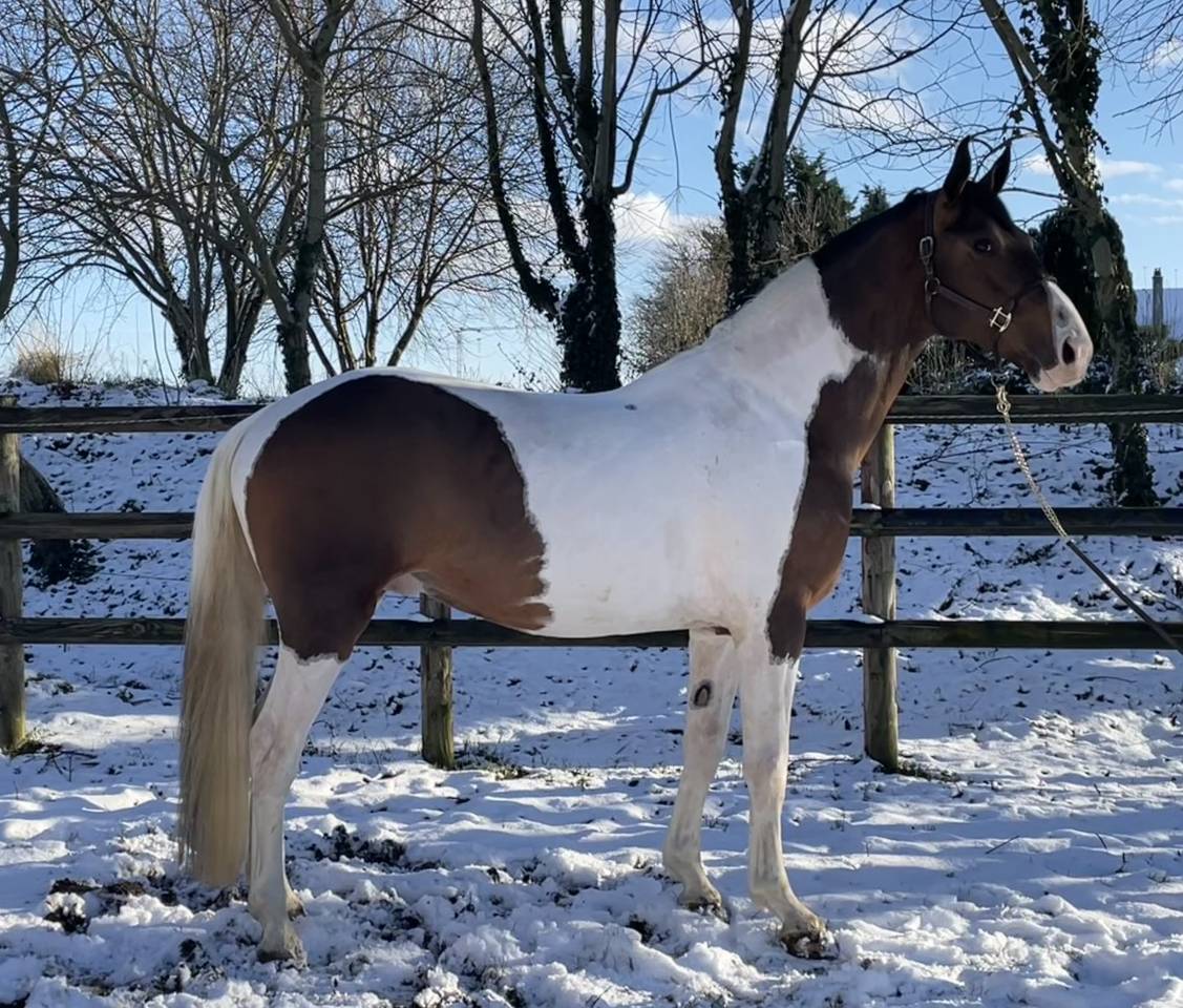 JERICHO DU LAGON - Cavallo da Sella 2019 ,  Envol van de Rib