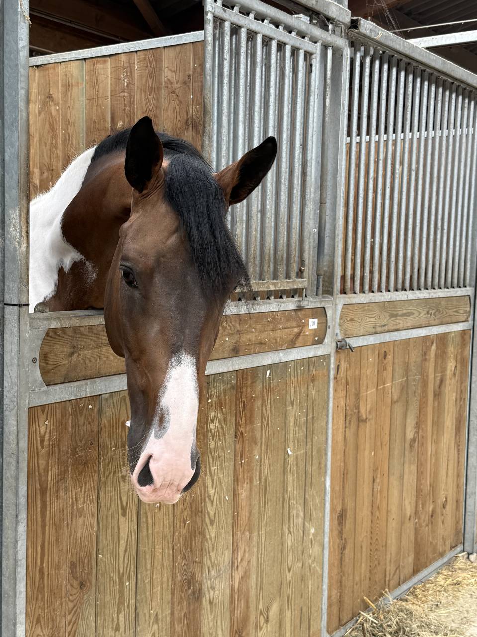JERICHO DU LAGON - Cavallo da Sella 2019 ,  Envol van de Rib