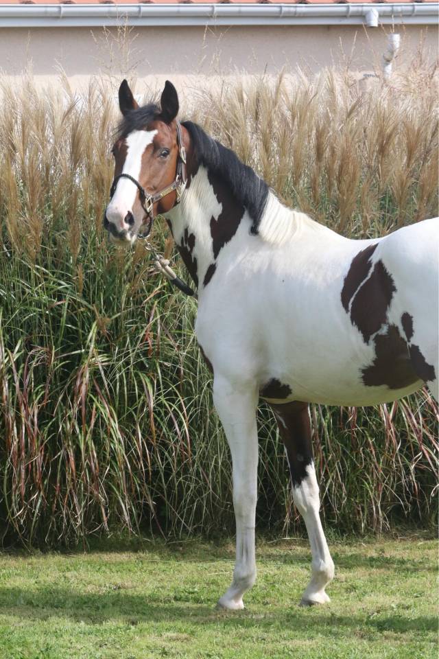 KIT'KAT D'ORCHIDEA - AES Anglo European Studbook 2020 ,  Lightnigth darco