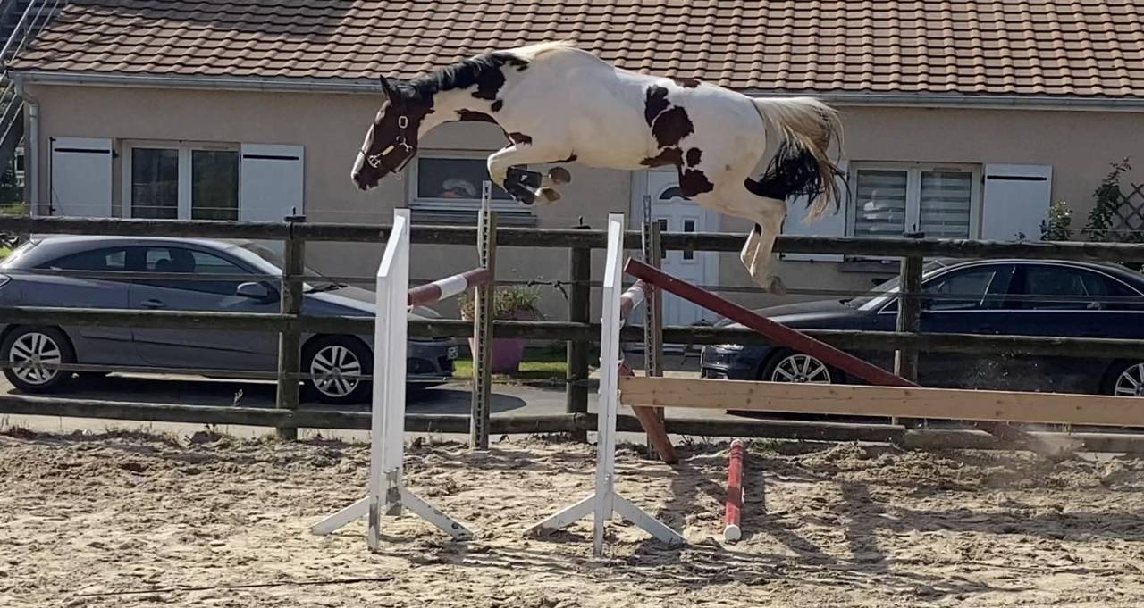 KIT'KAT D'ORCHIDEA - AES Anglo European Studbook 2020 ,  Lightnigth darco