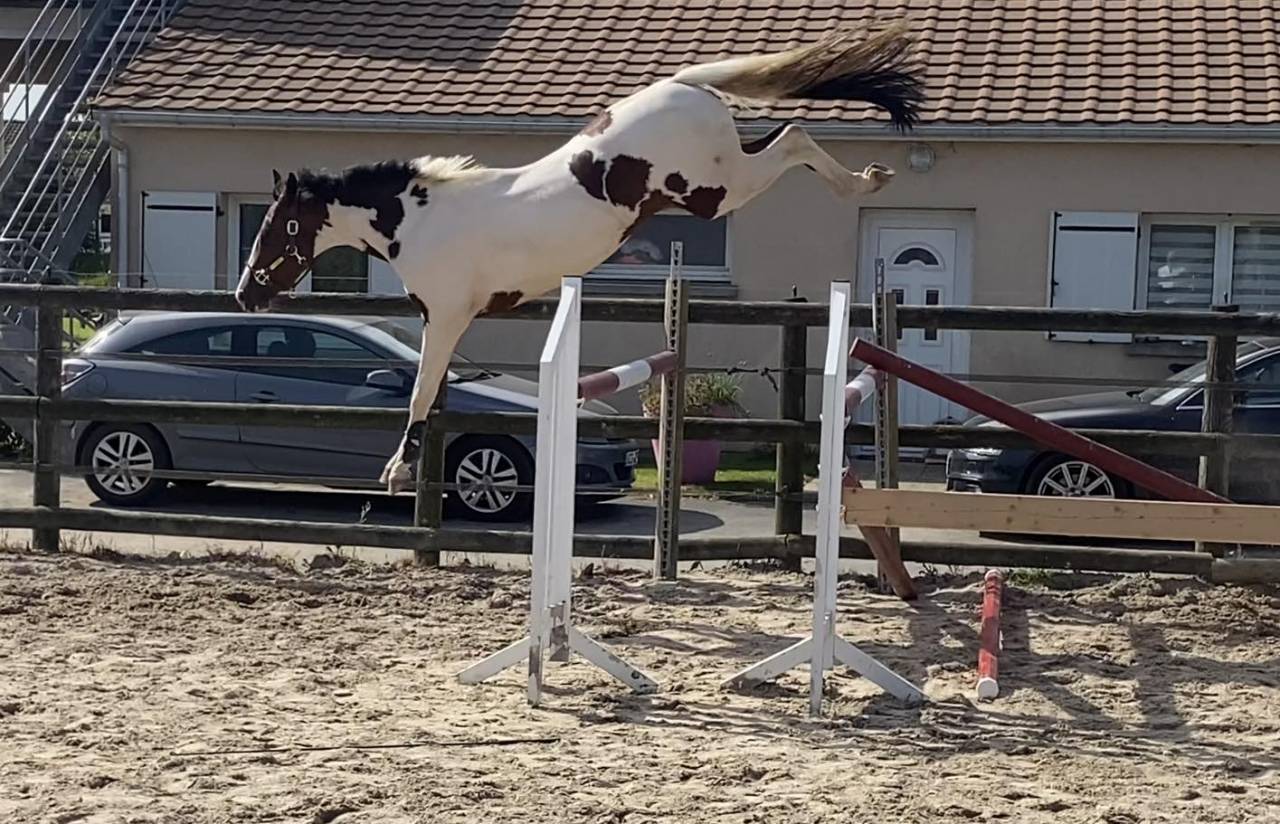 KIT'KAT D'ORCHIDEA - AES Anglo European Studbook 2020 ,  Lightnigth darco