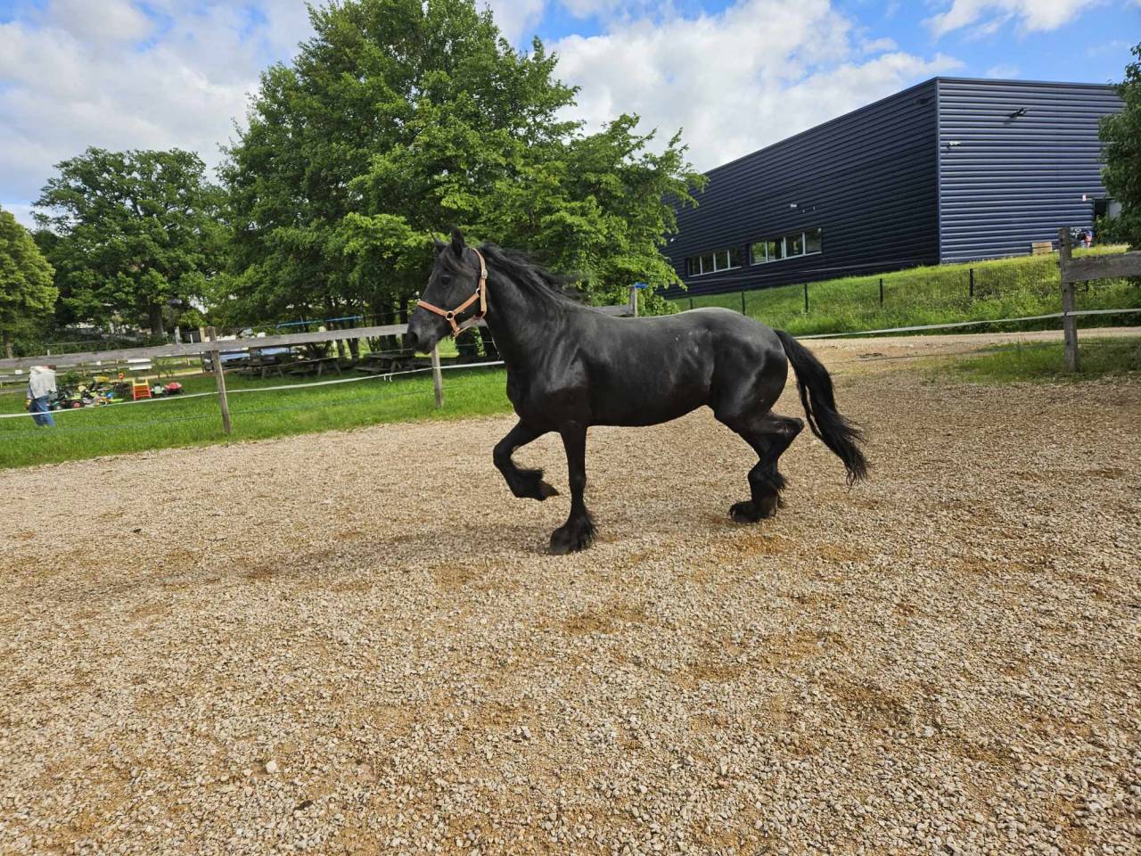 Cavalla Arabo Frisone In vendita 2008 Nero