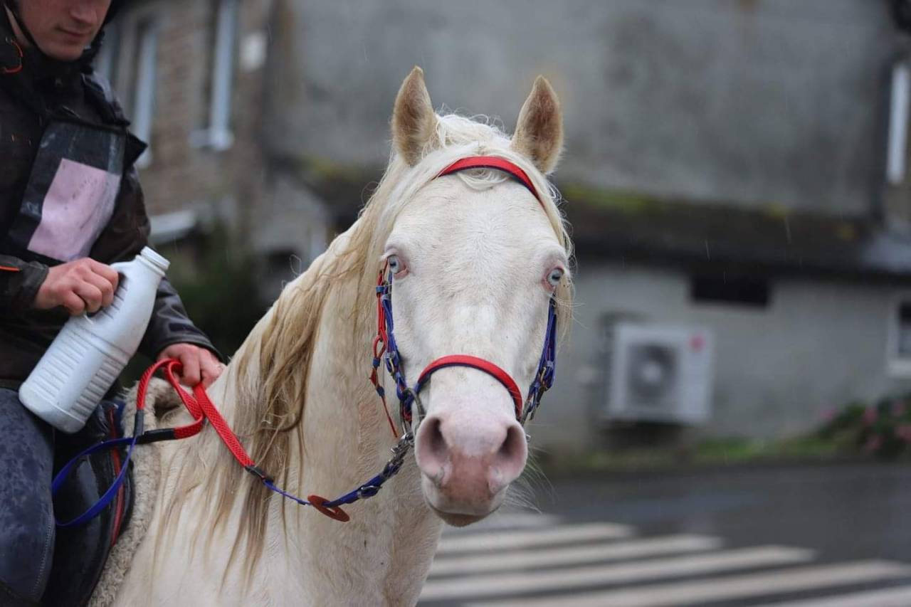 Dream - Mezzo Sangue Arabo 2018