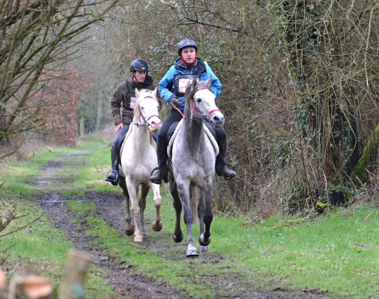 Dream - Mezzo Sangue Arabo 2018