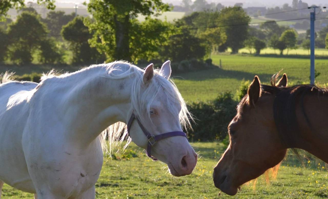 Dream - Mezzo Sangue Arabo 2018