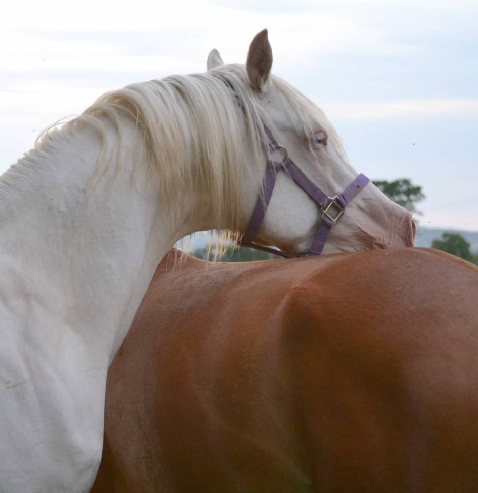 Dream - Mezzo Sangue Arabo 2018