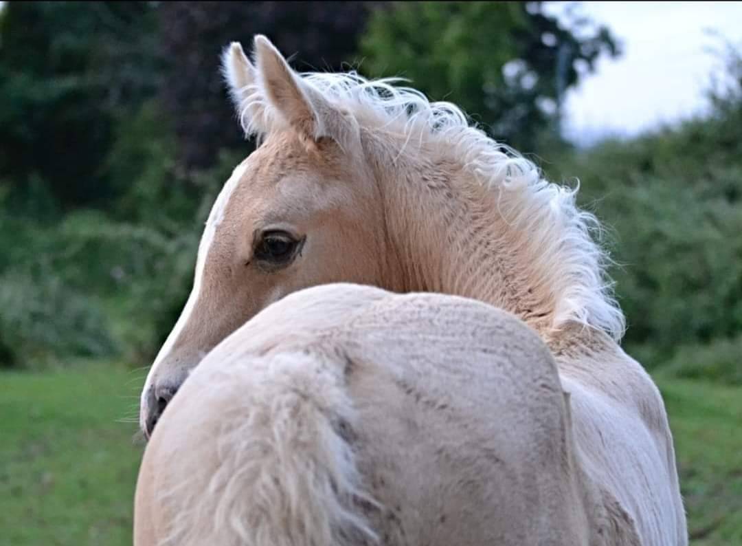 Dream - Mezzo Sangue Arabo 2018