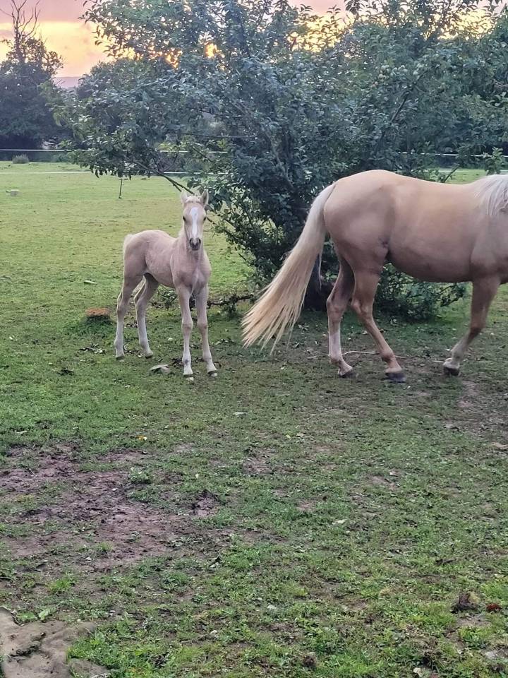 Dream - Mezzo Sangue Arabo 2018