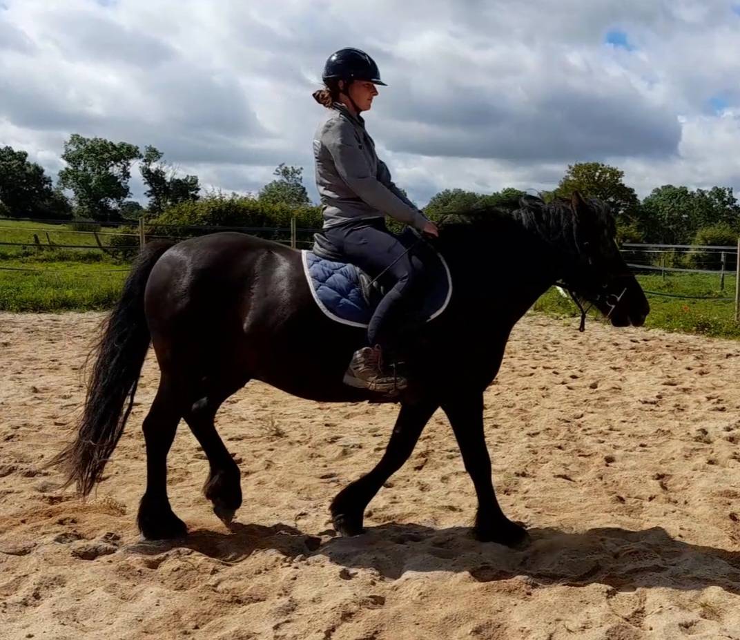 Castrone Origine non conosciuta  In vendita 2017 Nero