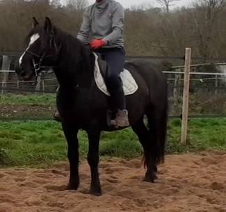 Castrone Origine non conosciuta  In vendita 2017 Nero