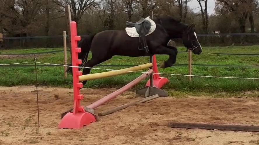 Castrone Origine non conosciuta  In vendita 2017 Nero