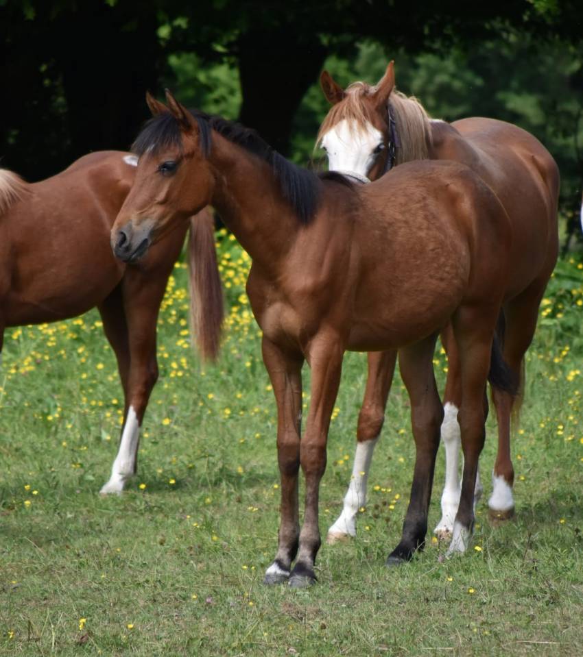 Puledra Mezzo Sangue Arabo In vendita 2024 Baio ,  Petrus de Lafon (Arabe)
