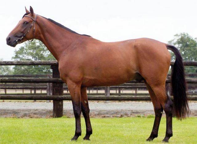 Puledra Mezzo Sangue Arabo In vendita 2024 Baio ,  Petrus de Lafon (Arabe)