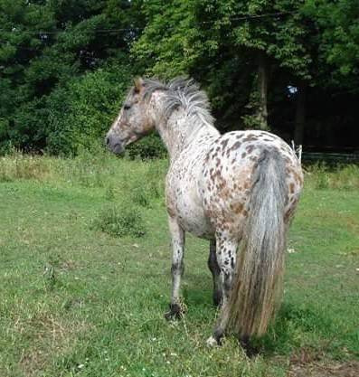 Puledro Mezzo Sangue Arabo In vendita 2024 Baio ,  Petrus de Lafon (Arabe)