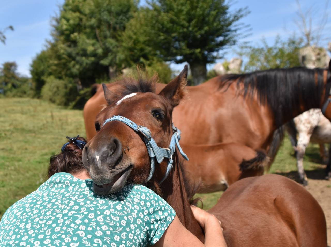 Puledro Mezzo Sangue Arabo In vendita 2024 Baio ,  Petrus de Lafon (Arabe)