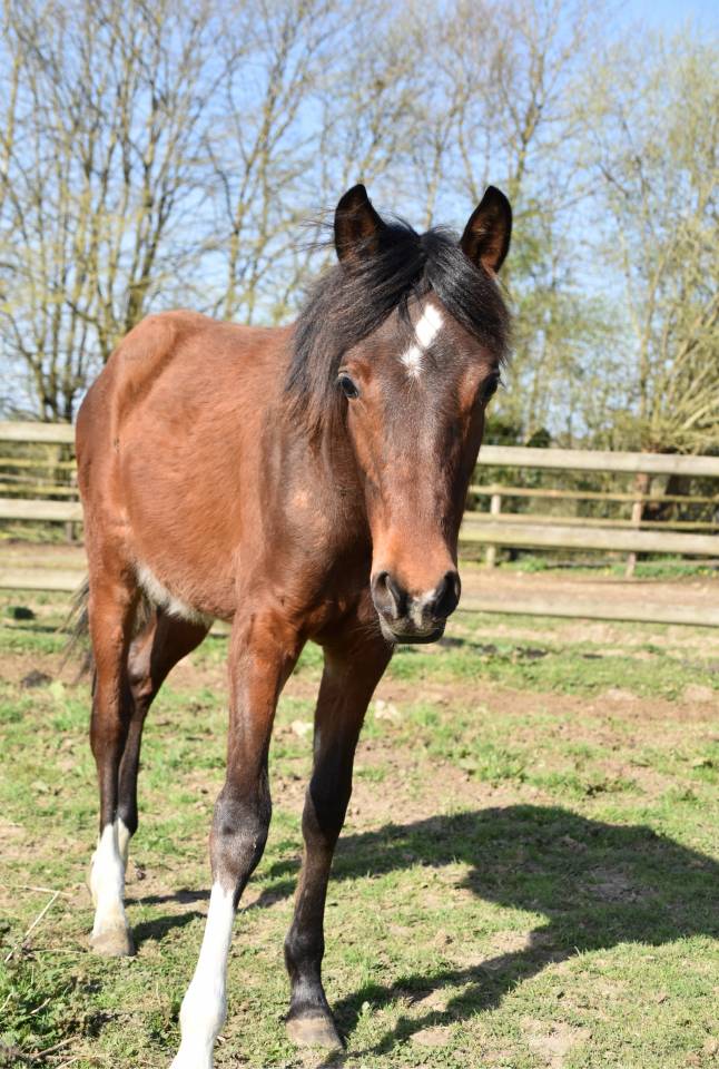 Puledro Mezzo Sangue Arabo In vendita 2024 Baio ,  Petrus de Lafon (Arabe)