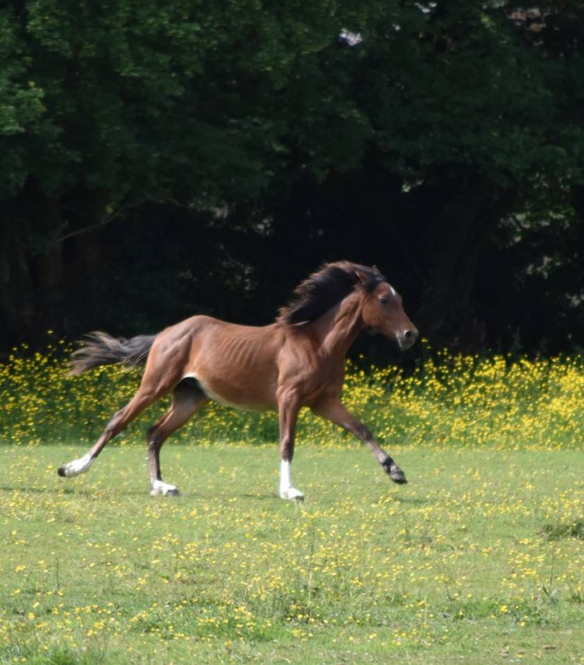 Puledro Mezzo Sangue Arabo In vendita 2024 Baio ,  Petrus de Lafon (Arabe)