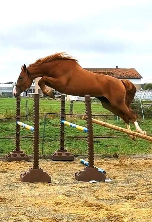 Puledro Sella Francese In vendita 2024 Sauro ,  Casallo