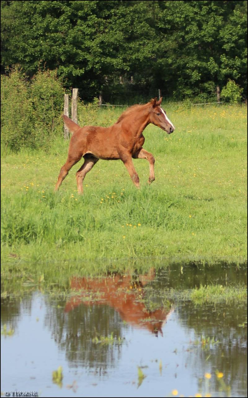 Puledro Sella Francese In vendita 2024 Sauro ,  Casallo