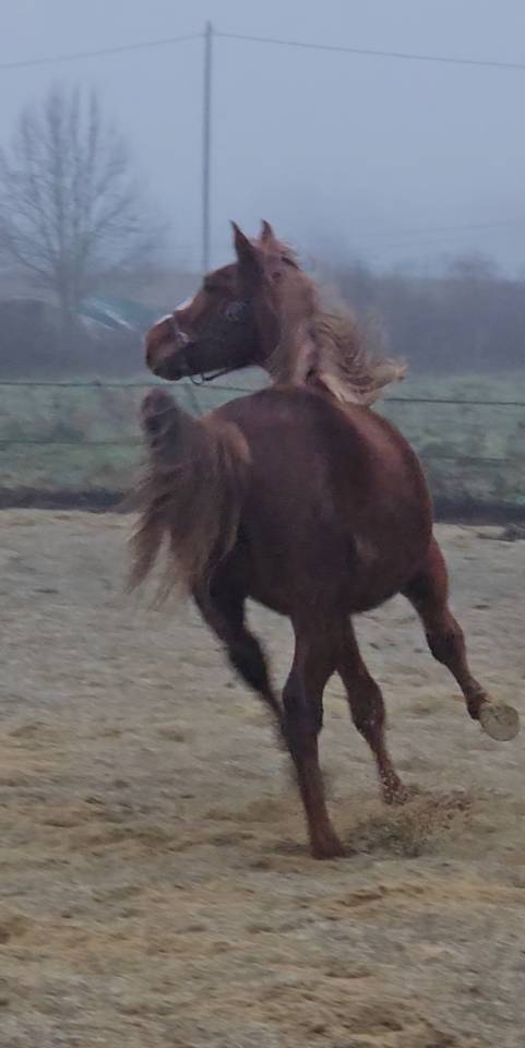 Puledro Sella Francese In vendita 2024 Sauro ,  Casallo