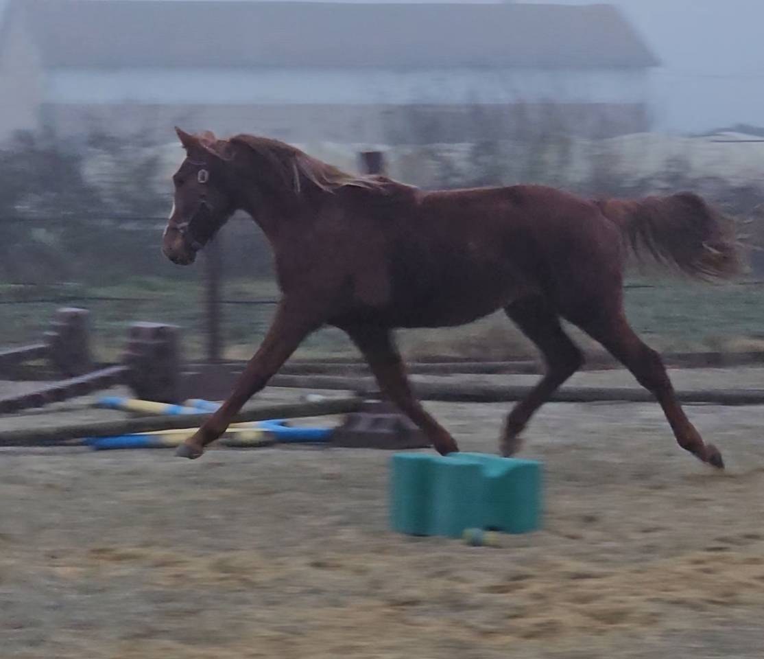 Puledro Sella Francese In vendita 2024 Sauro ,  Casallo