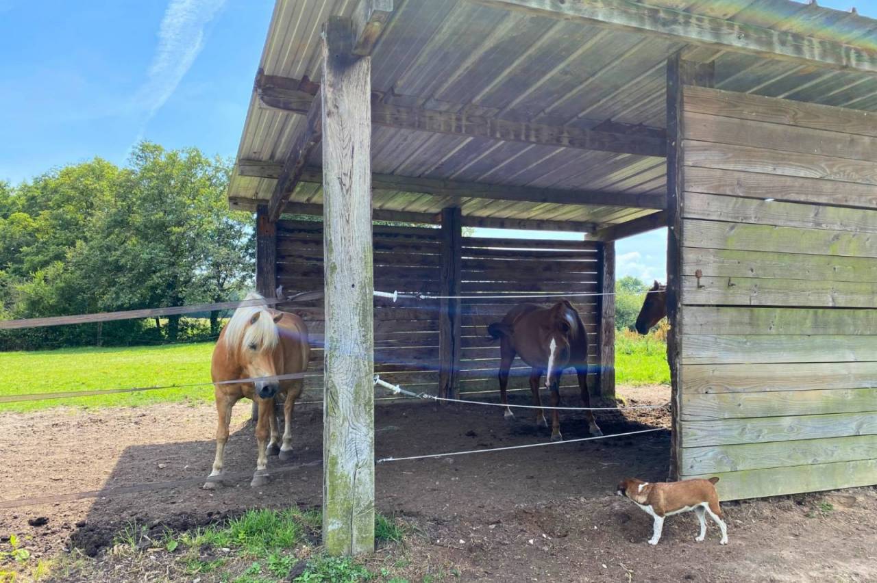 Propriet&agrave; equestre In vendita Ain