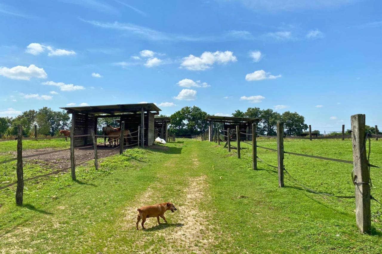 Propriet&agrave; equestre In vendita Ain