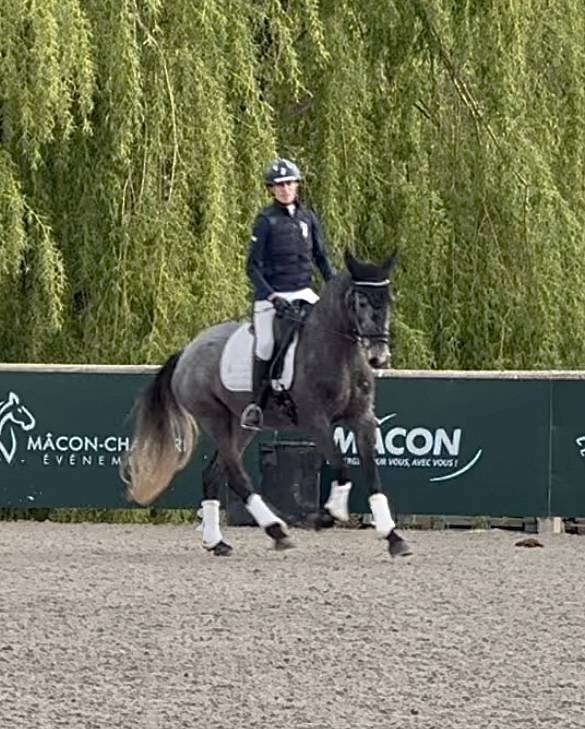 Cavalla KWPN Cavallo da Sport Neerlandese In vendita 2021 Grigio ,  grappa