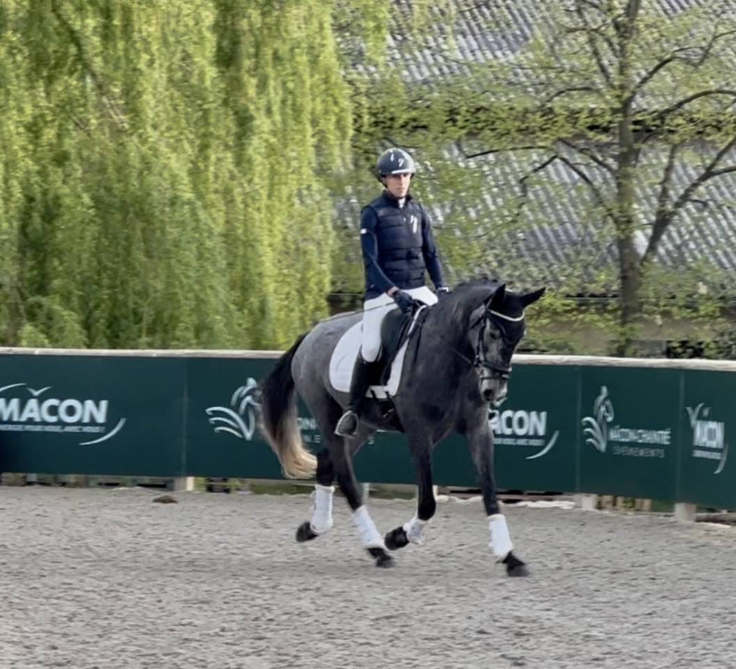 Cavalla KWPN Cavallo da Sport Neerlandese In vendita 2021 Grigio ,  grappa