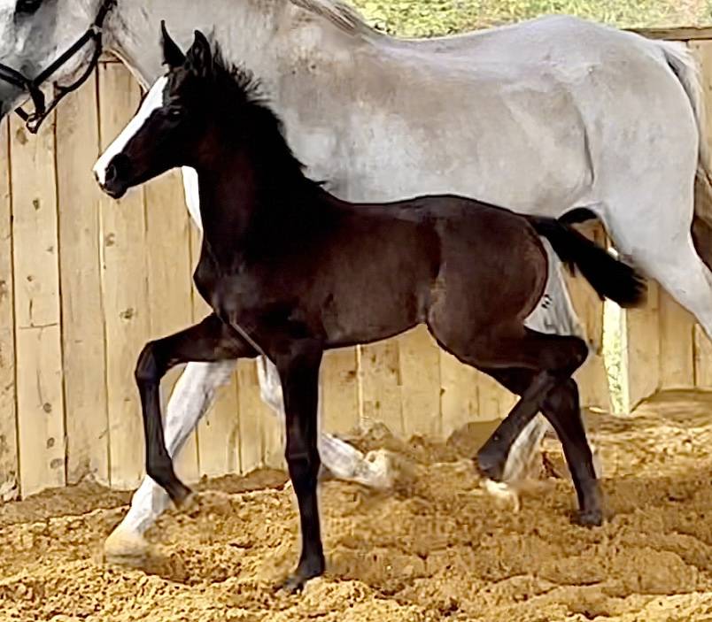Puledra Hanovrien In vendita 2024 Nero ,  idem du peyron