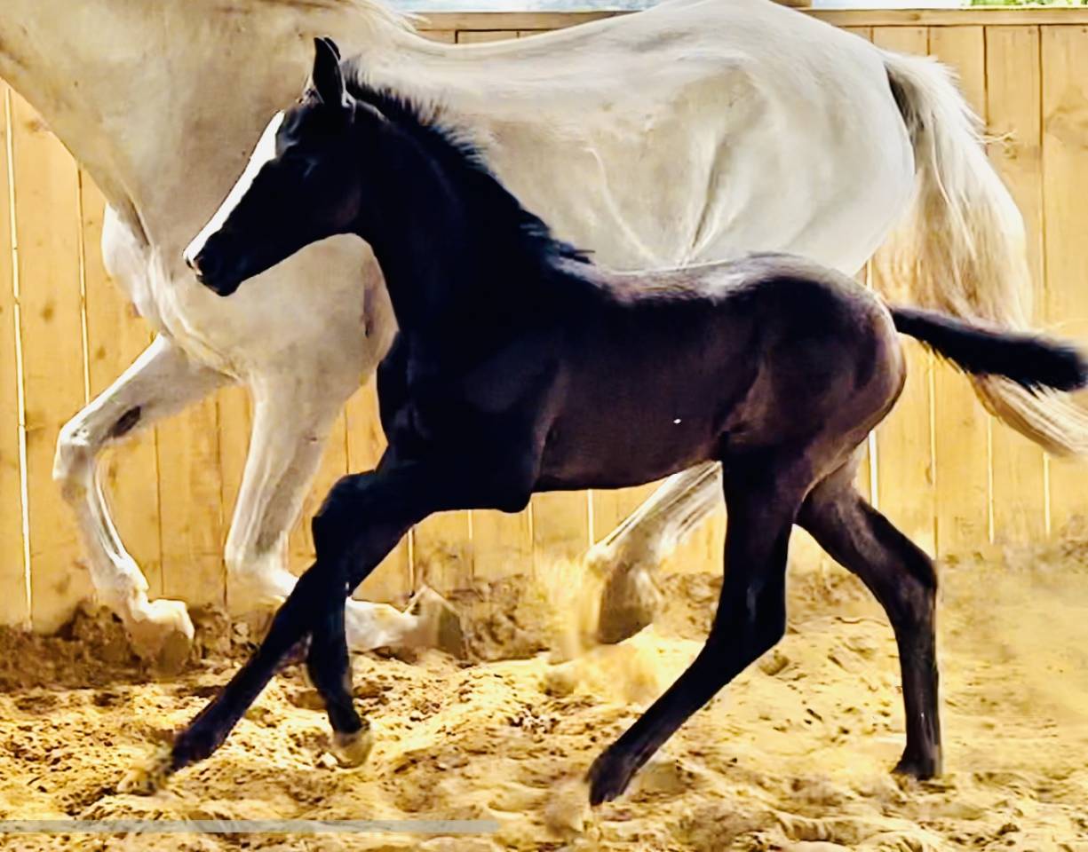 Puledra Hanovrien In vendita 2024 Nero ,  idem du peyron