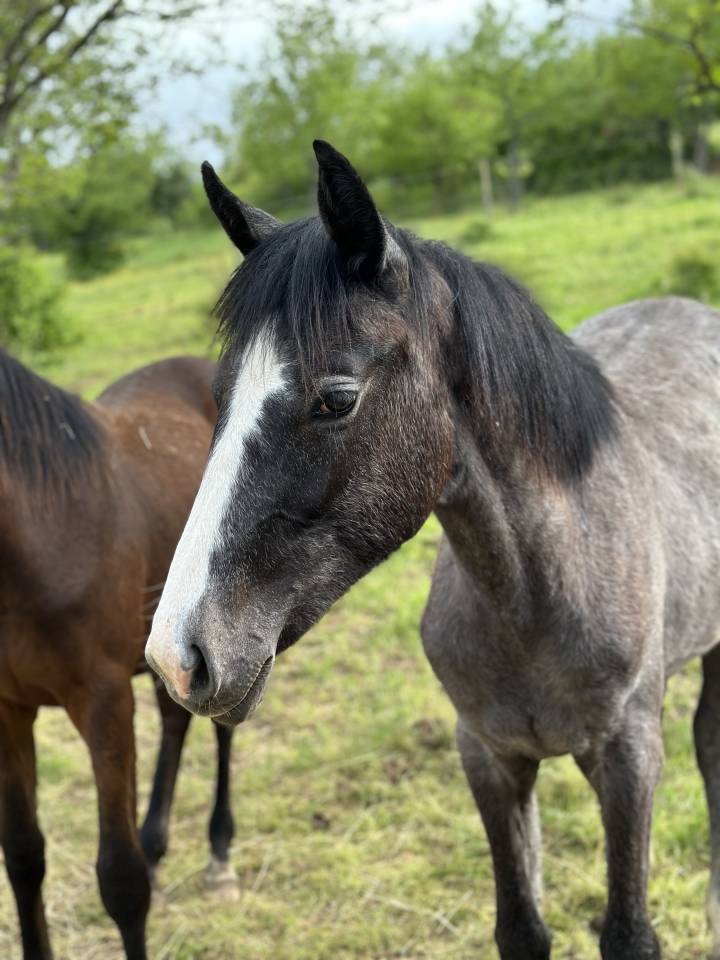 Puledra Hanovrien In vendita 2024 Nero ,  idem du peyron
