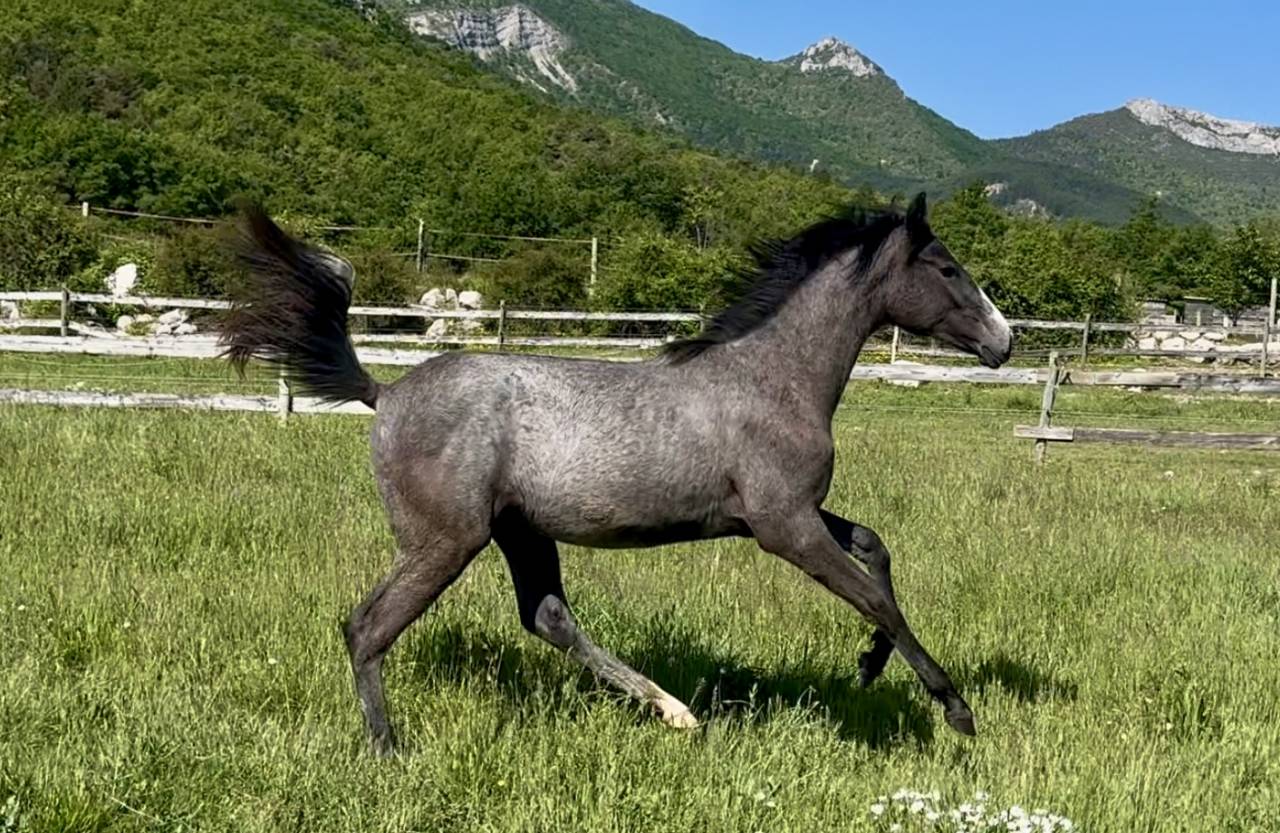 Puledra Hanovrien In vendita 2024 Nero ,  idem du peyron