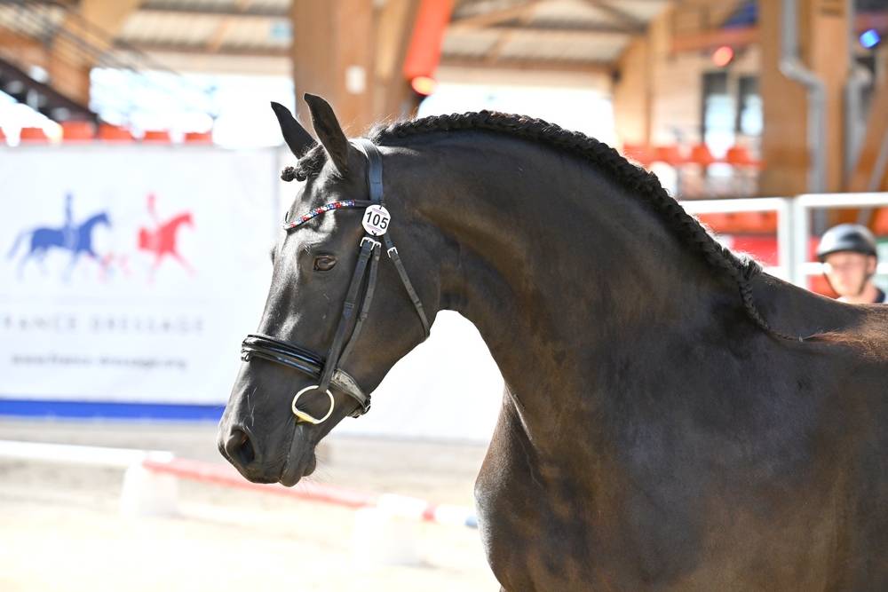 Puledra Frisone In vendita 2022 Nero ,  Elias 494