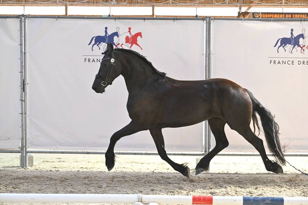 Puledra Frisone In vendita 2022 Nero ,  Elias 494