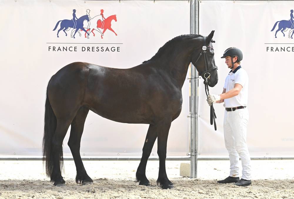 Puledra Frisone In vendita 2022 Nero ,  Elias 494